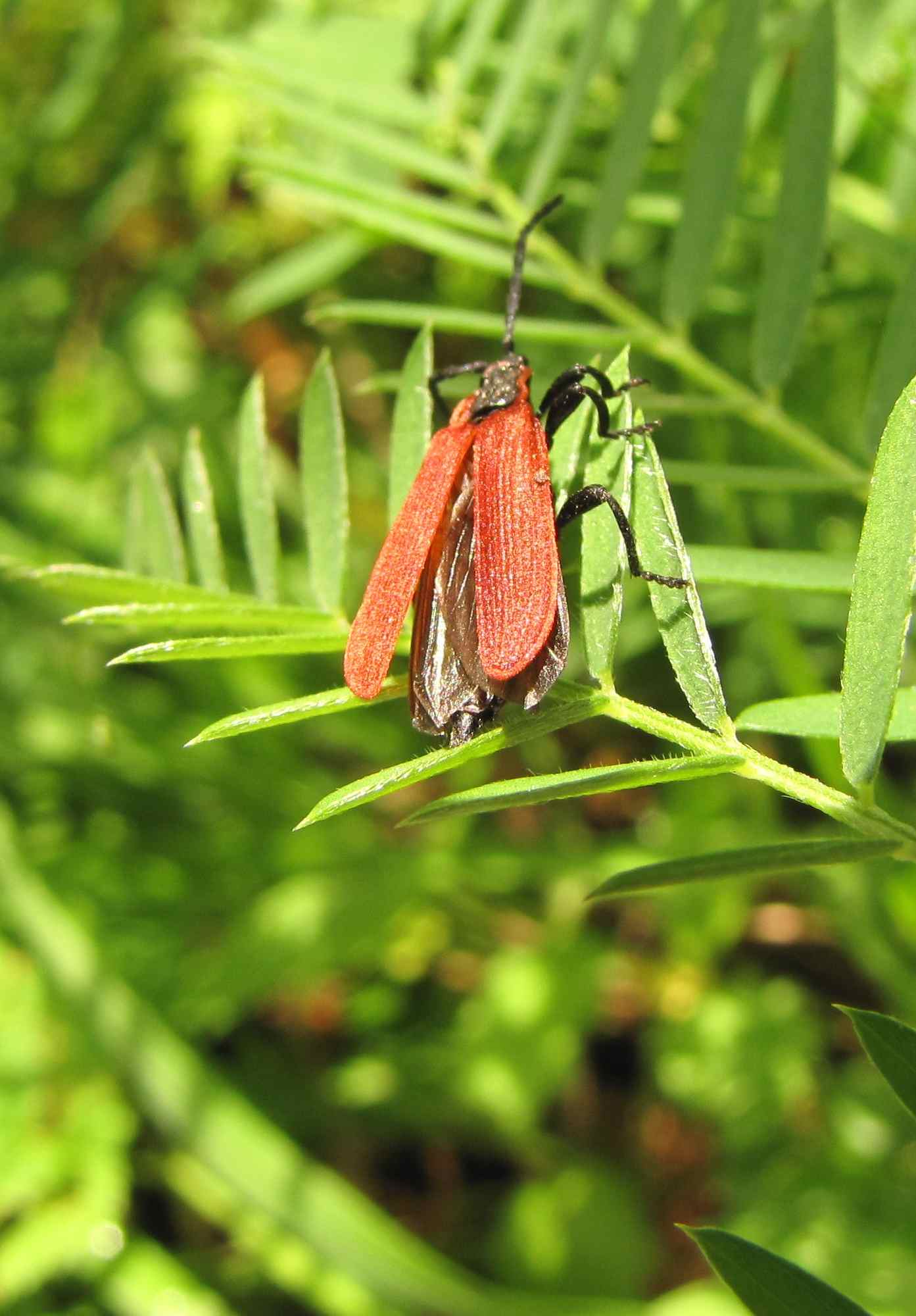 insetto sibillini